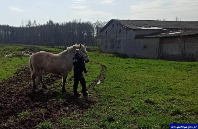 Policjanci gonili… konia